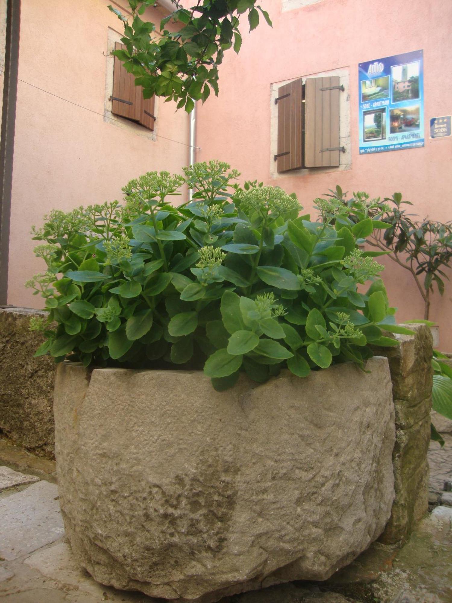 Bed & Breakfast Antico Motovun Dış mekan fotoğraf
