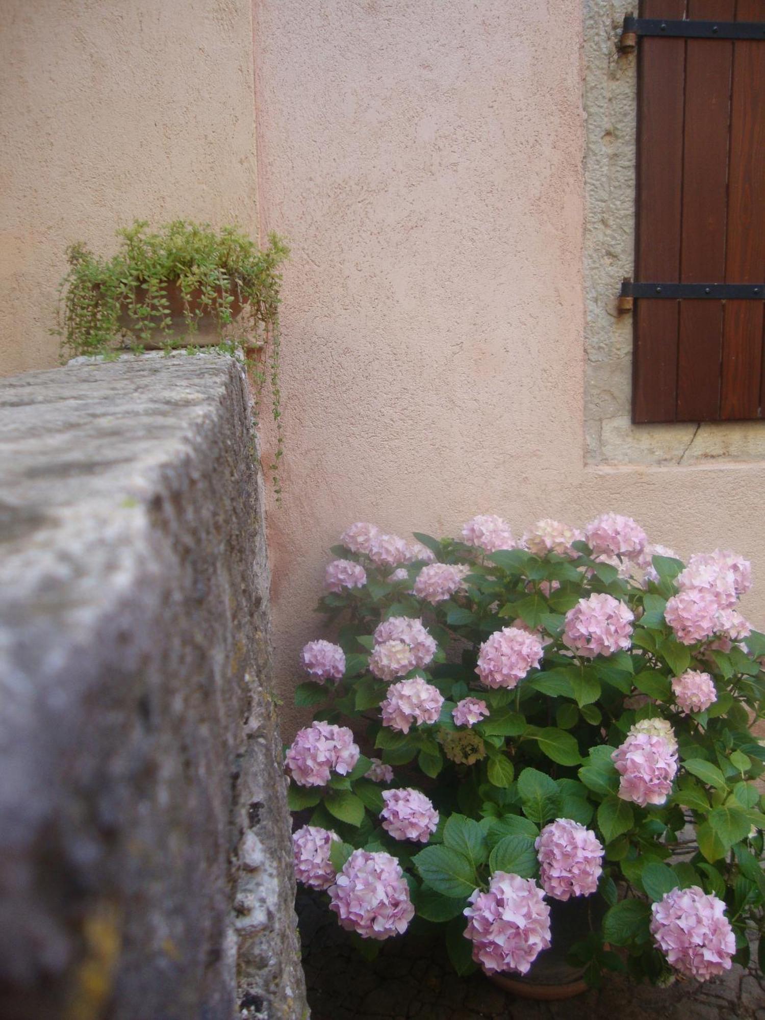Bed & Breakfast Antico Motovun Dış mekan fotoğraf