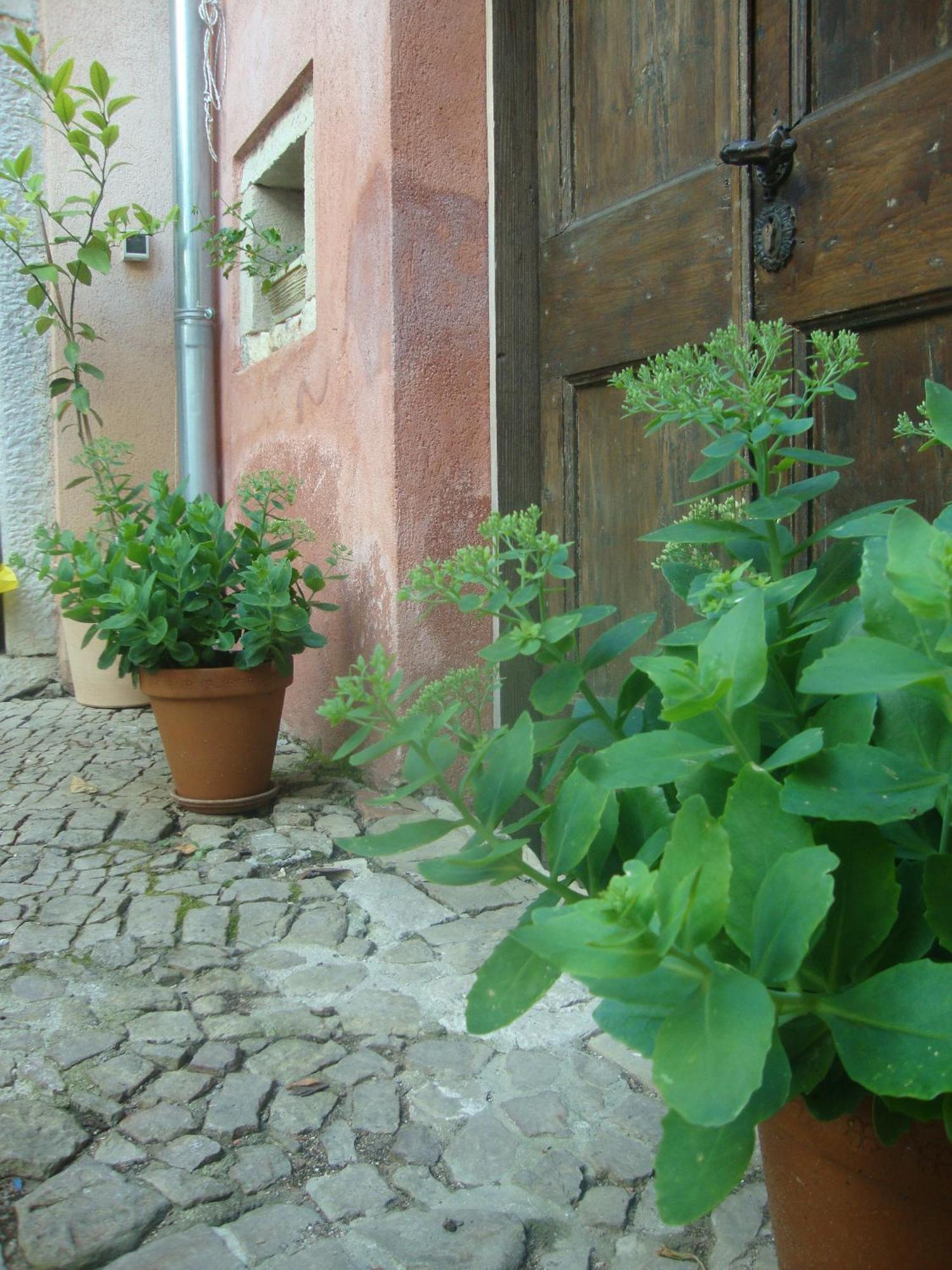 Bed & Breakfast Antico Motovun Dış mekan fotoğraf